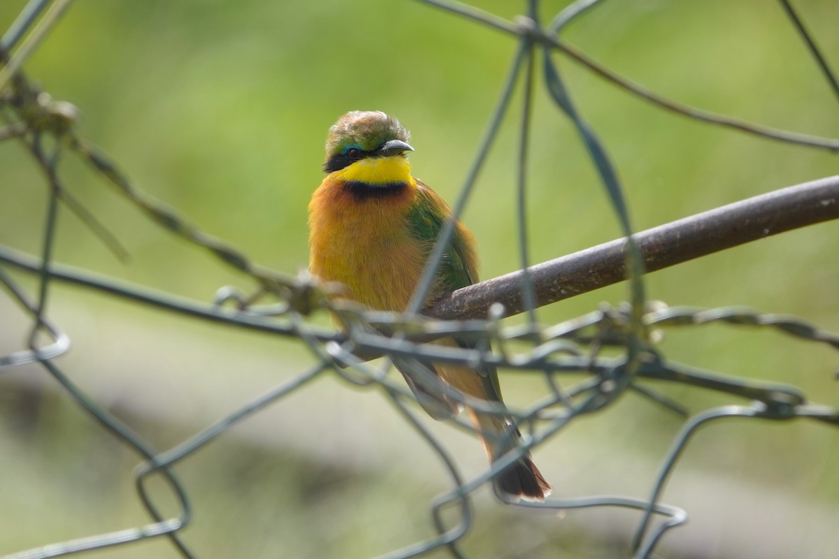 Little Bee-eater - ML618051303