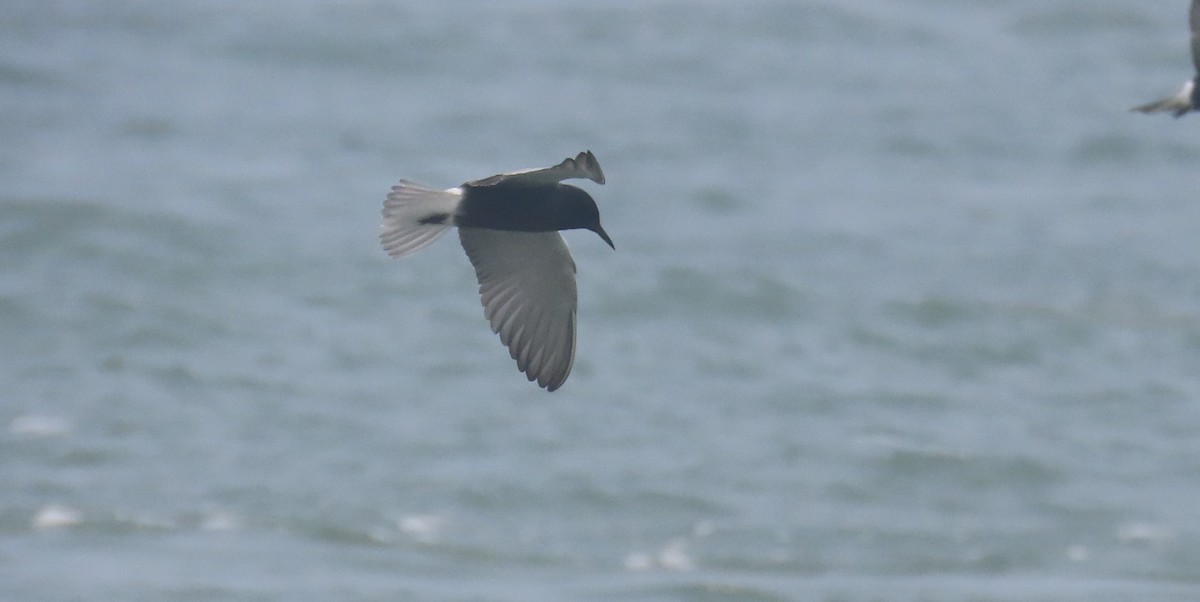 Black Tern - Andrew Orgill