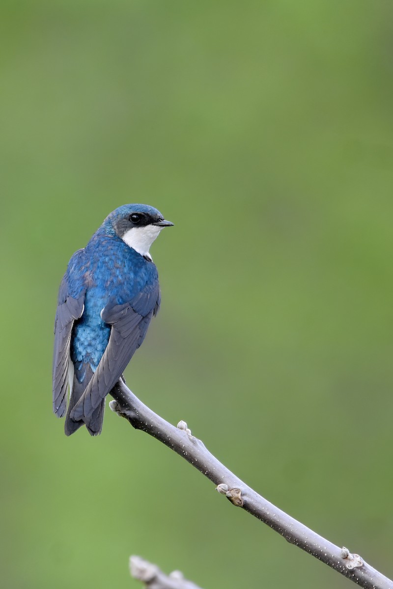 Ebird Checklist - 27 Apr 2024 - Independence Marsh - 43 Species