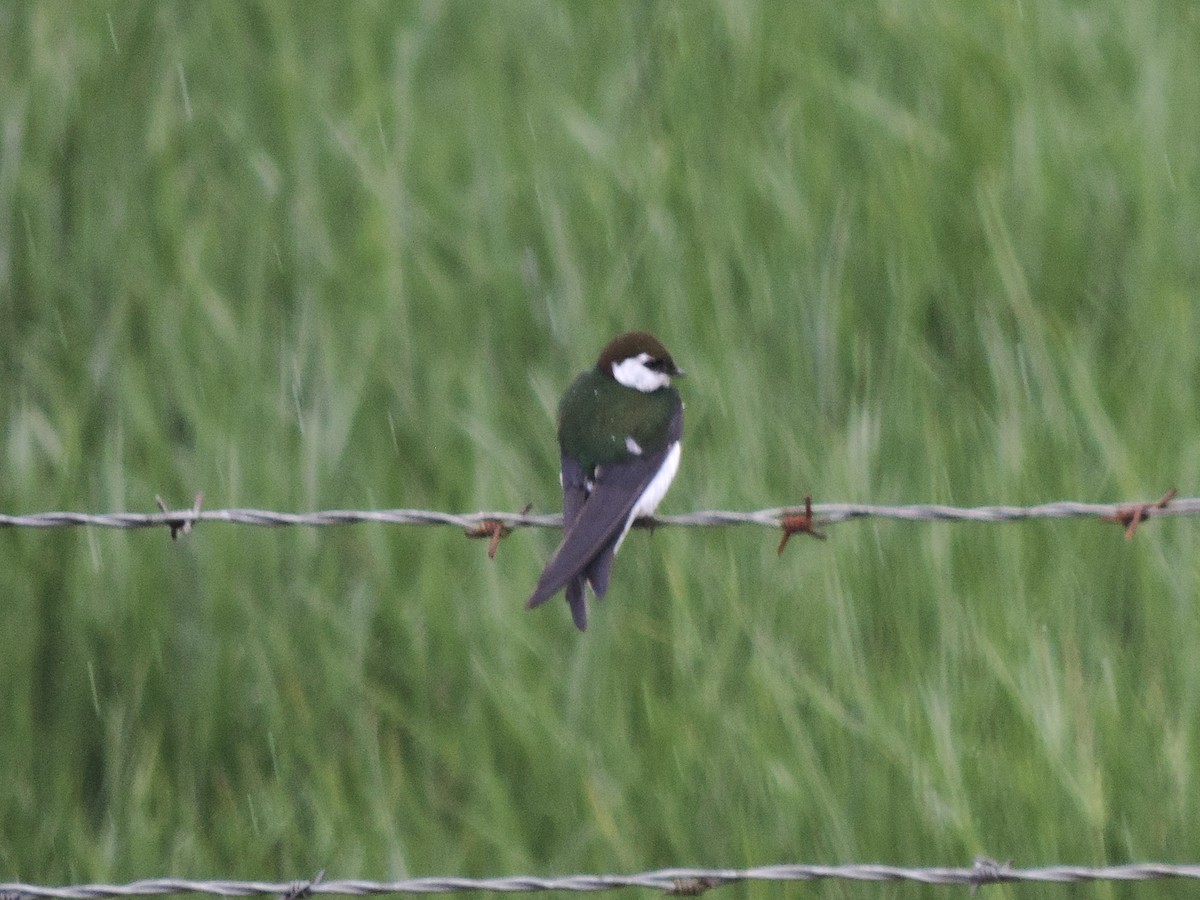 Violet-green Swallow - Sylvia Maulding