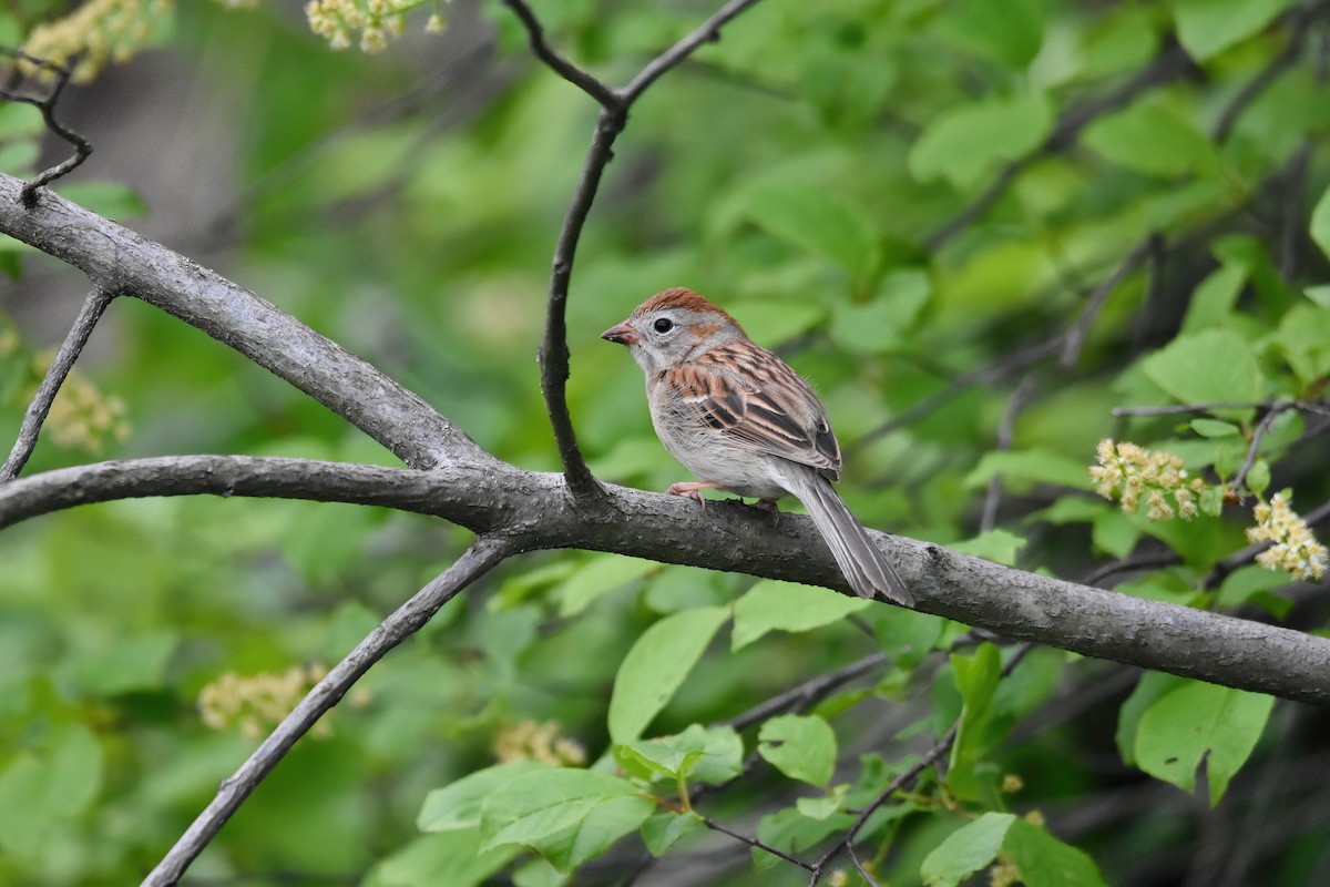 Field Sparrow - ML618051395