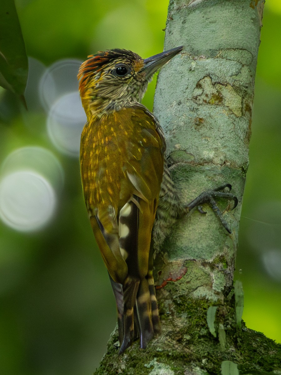 Yellow-eared Woodpecker - Christine Mazaracki