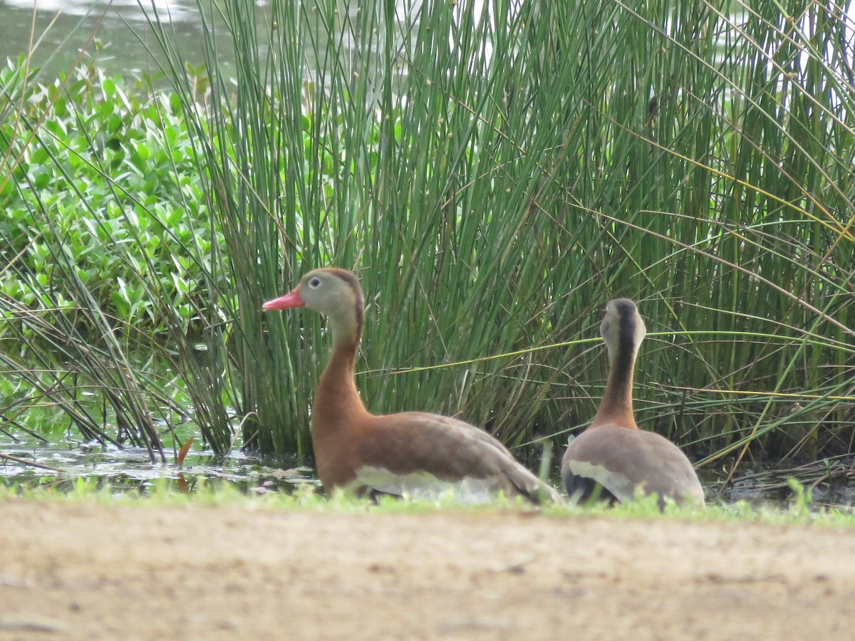 Black-bellied Whistling-Duck - Curtis Mahon