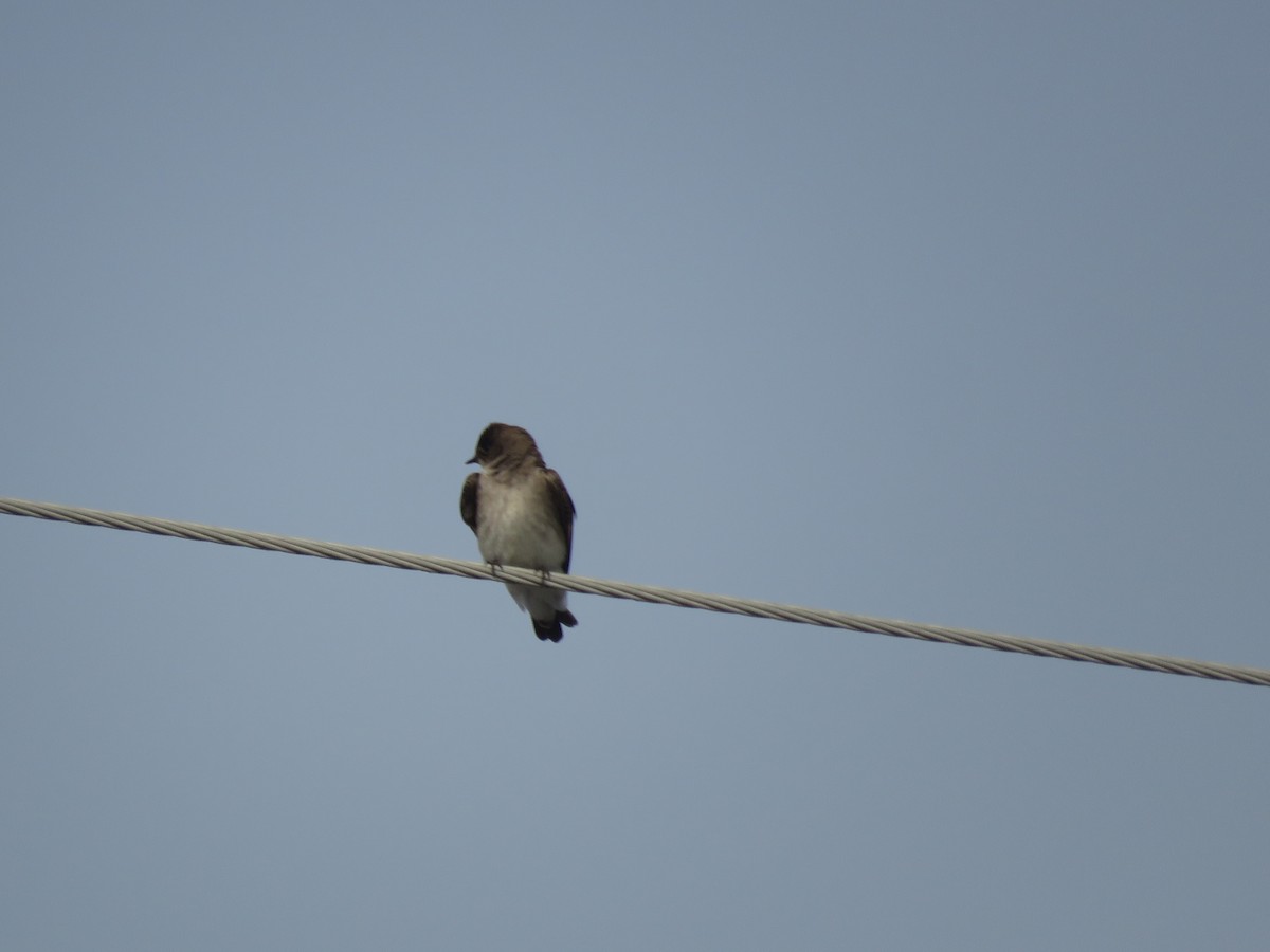 Northern Rough-winged Swallow - ML618051573