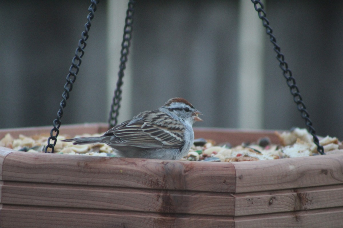 Chipping Sparrow - Lilly L