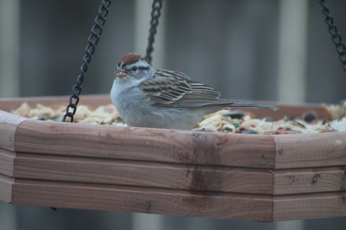 Chipping Sparrow - Lilly L