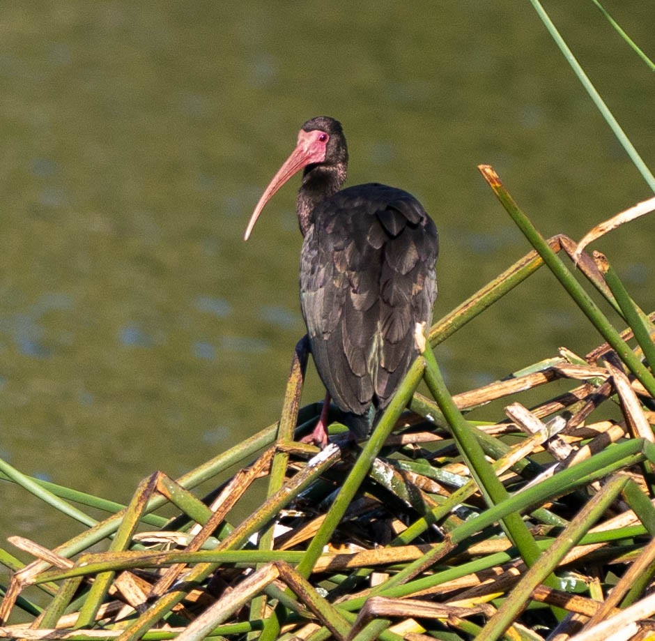 ibis tmavý - ML618051600