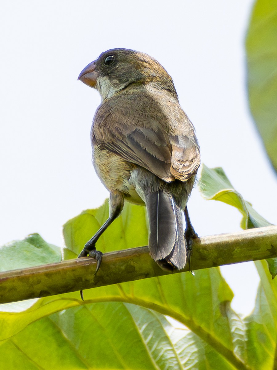 White-bellied Seedeater - ML618051637