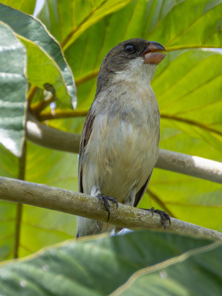 White-bellied Seedeater - ML618051638