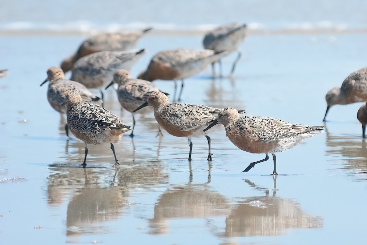 Red Knot - ML618051650