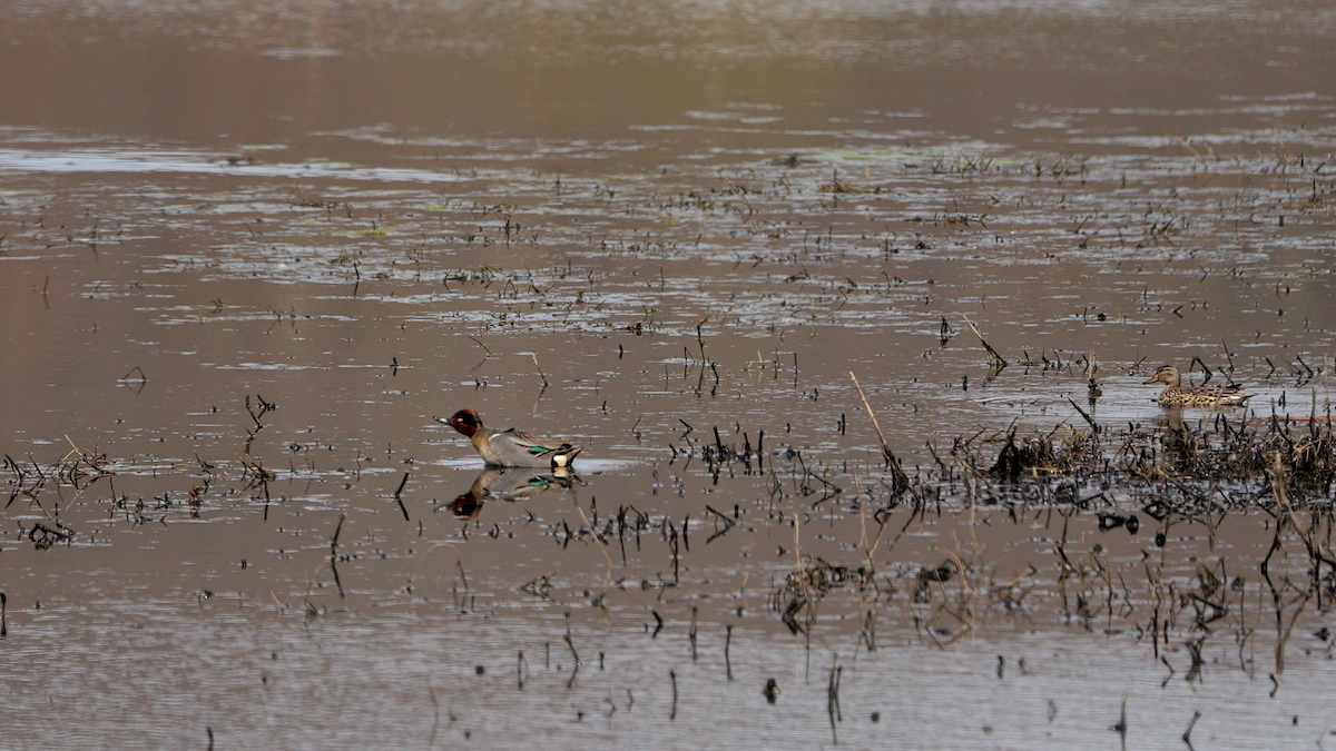 Green-winged Teal (American) - Chris Chappell