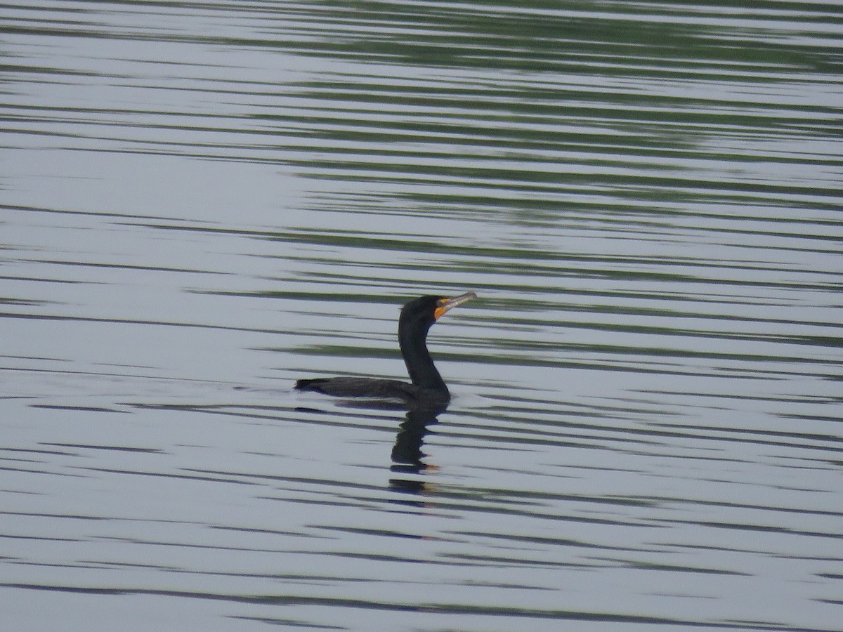 Double-crested Cormorant - Curtis Mahon