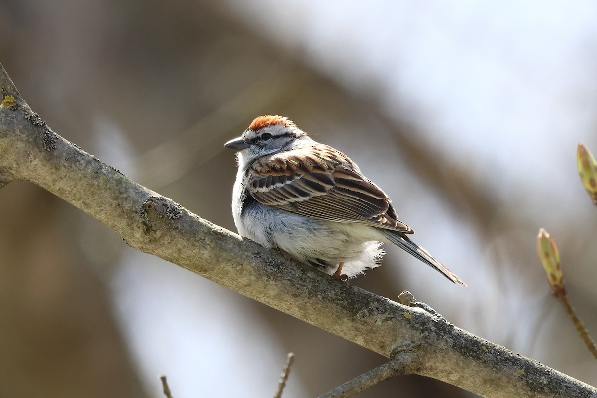 Chipping Sparrow - Keith Pflieger