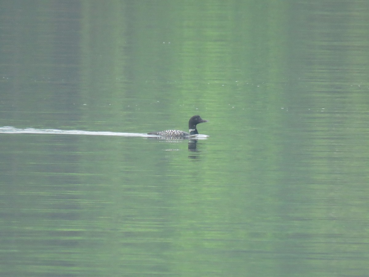 Common Loon - Curtis Mahon