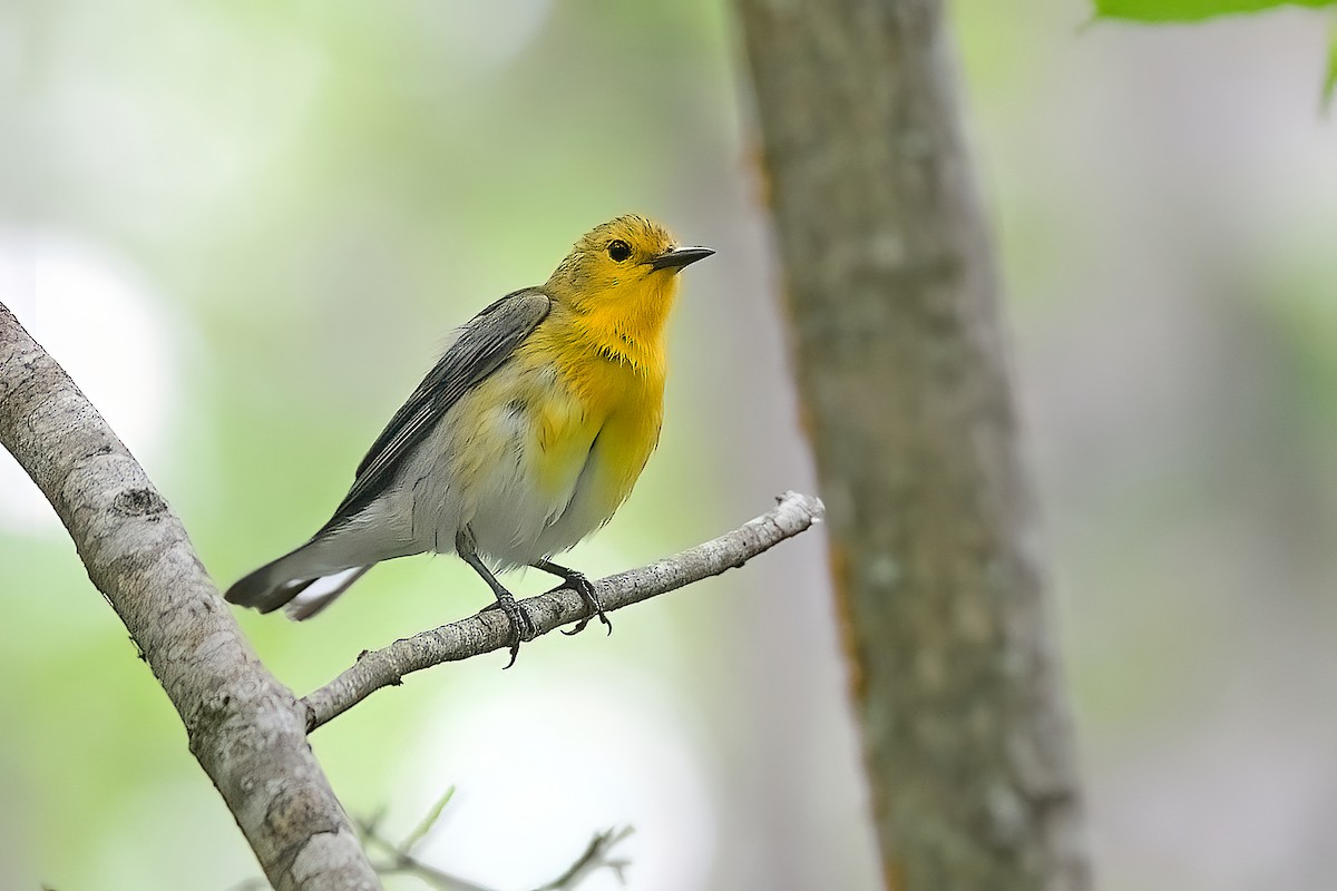 Prothonotary Warbler - ML618051710