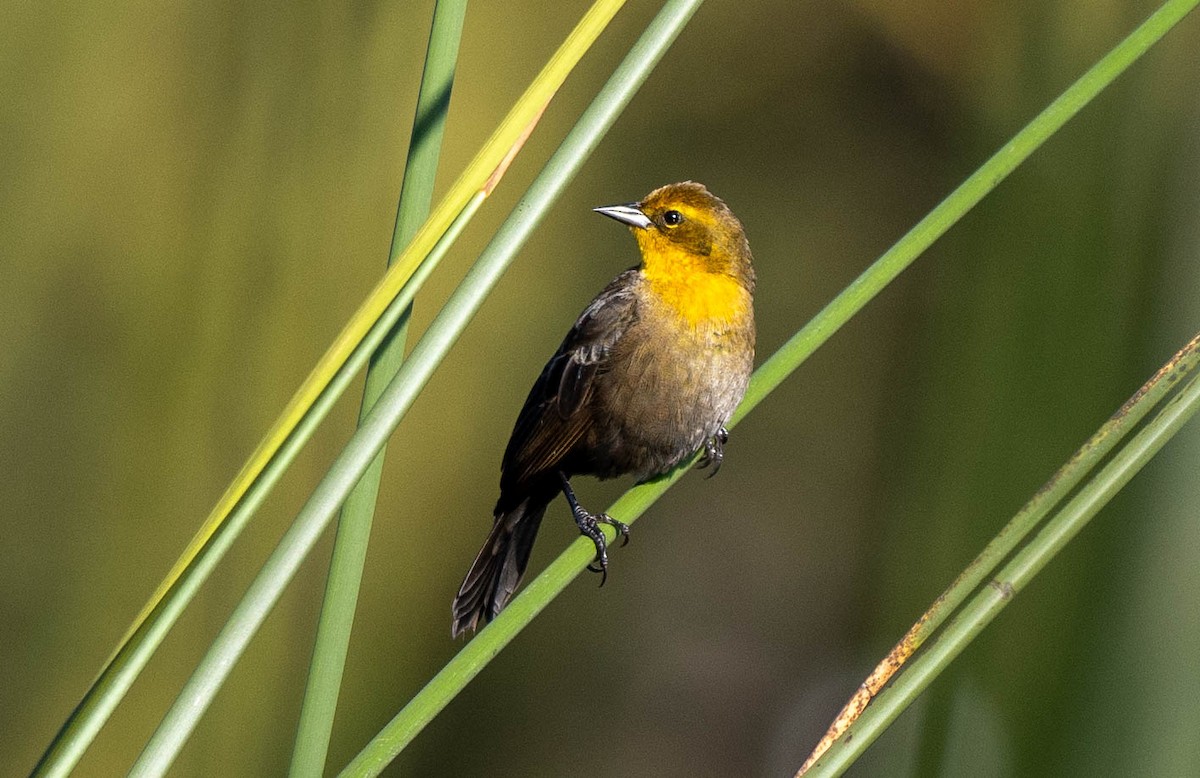 Yellow-hooded Blackbird - Richard Thunen