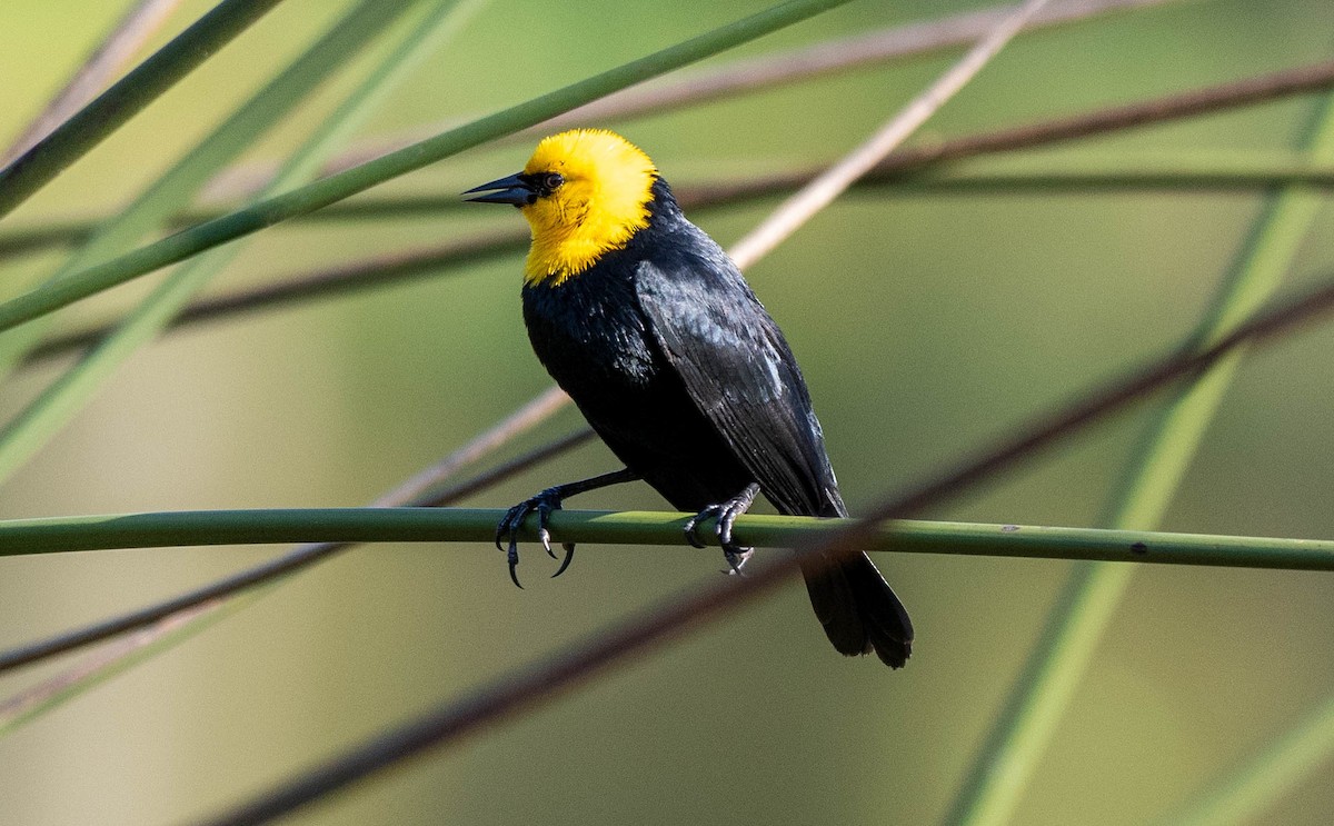 Yellow-hooded Blackbird - Richard Thunen