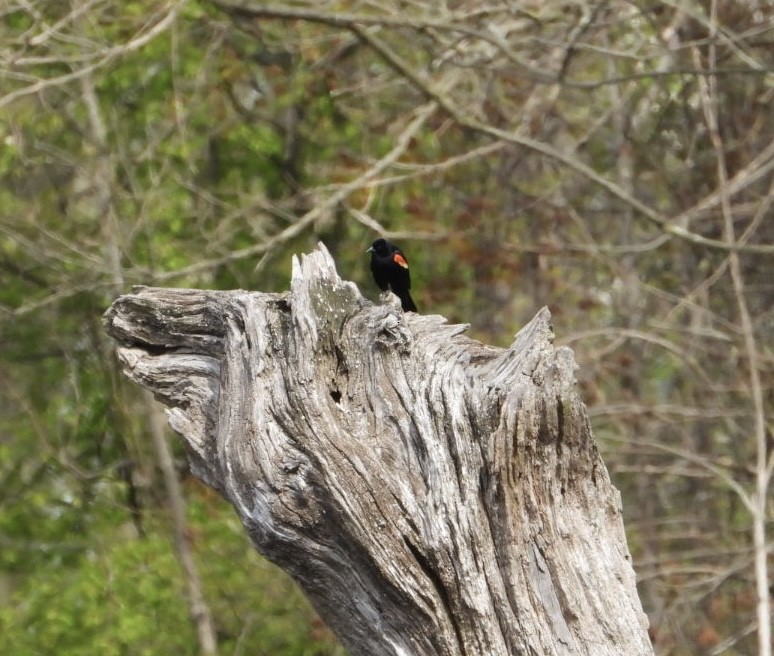 Red-winged Blackbird - kath osullivan