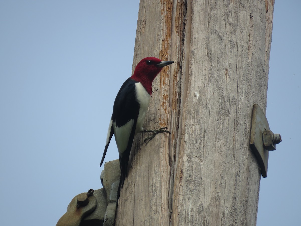 Red-headed Woodpecker - ML618051774