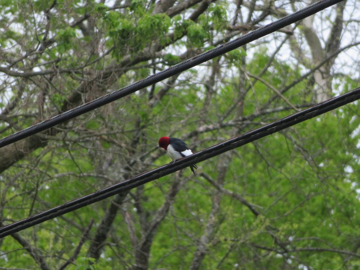 Red-headed Woodpecker - Michael  Autin