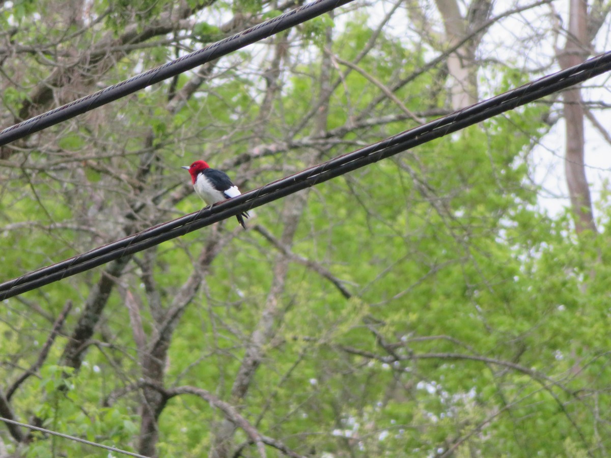 Red-headed Woodpecker - ML618051794
