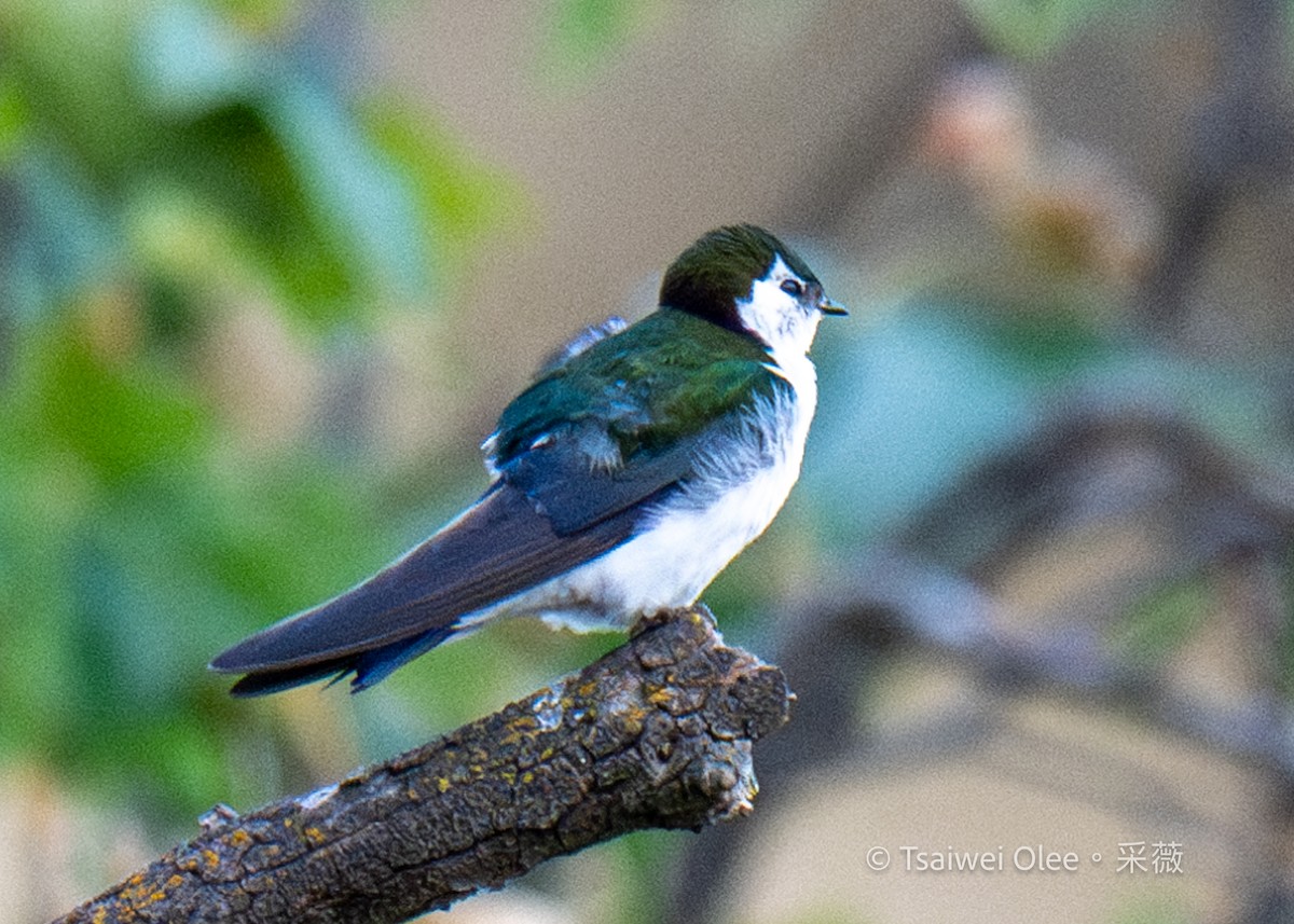 Violet-green Swallow - ML618051869