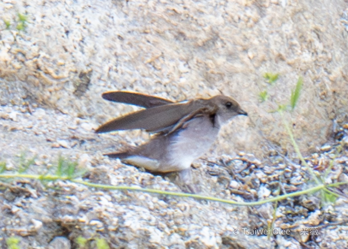 Northern Rough-winged Swallow - ML618051880