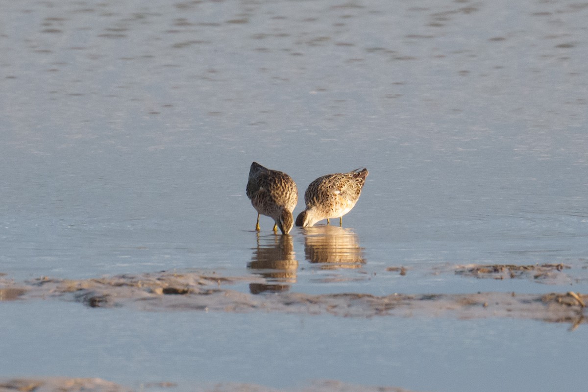 Long-billed Dowitcher - ML618051912