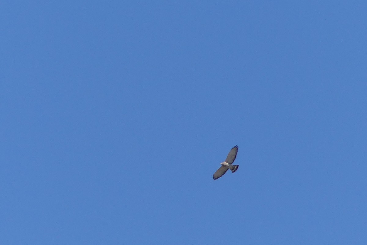 Broad-winged Hawk - ML618051959