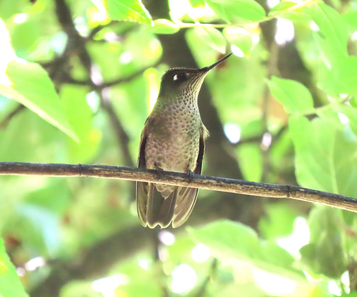 Green-backed Firecrown - ML618051990