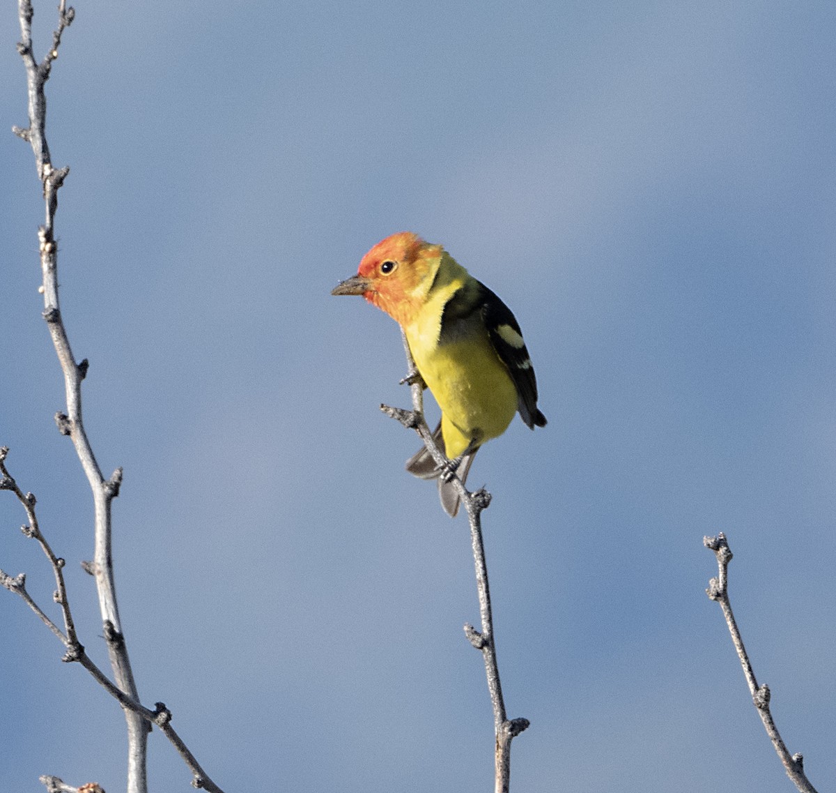 Western Tanager - Terry  Hurst