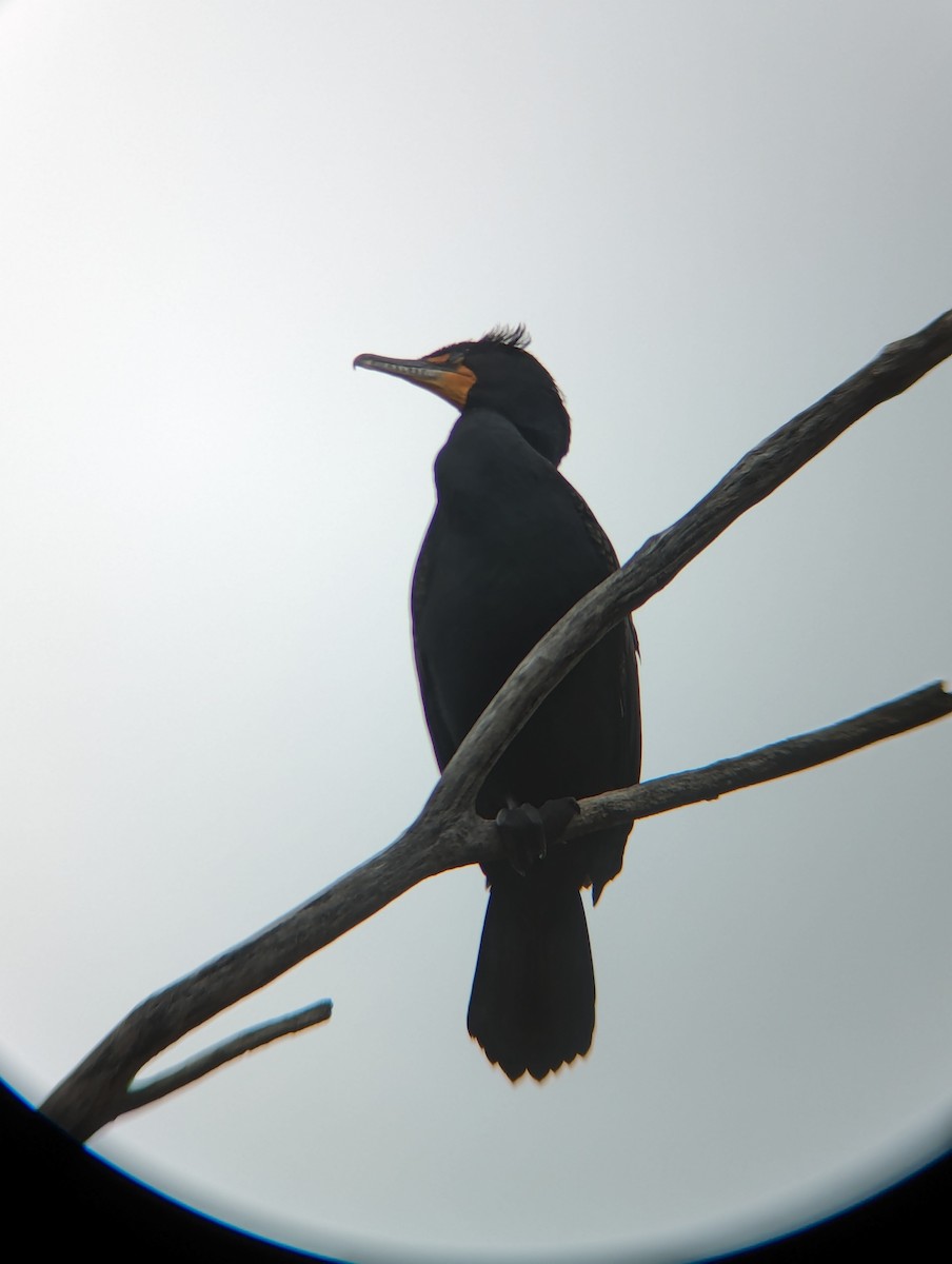 Double-crested Cormorant - Brent Derks