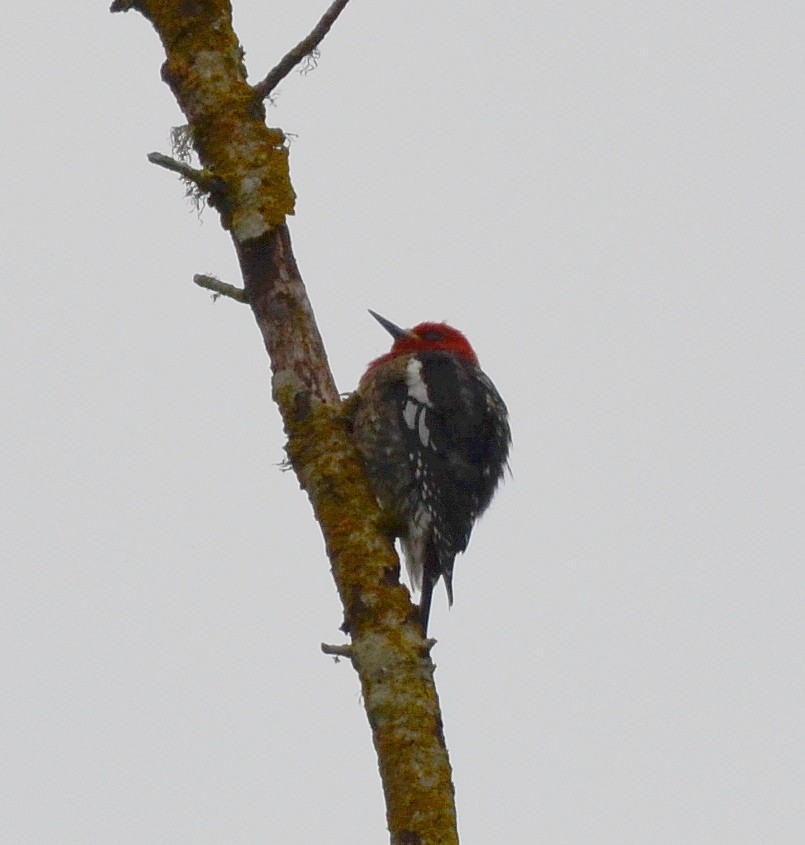 Red-breasted Sapsucker - ML618052053