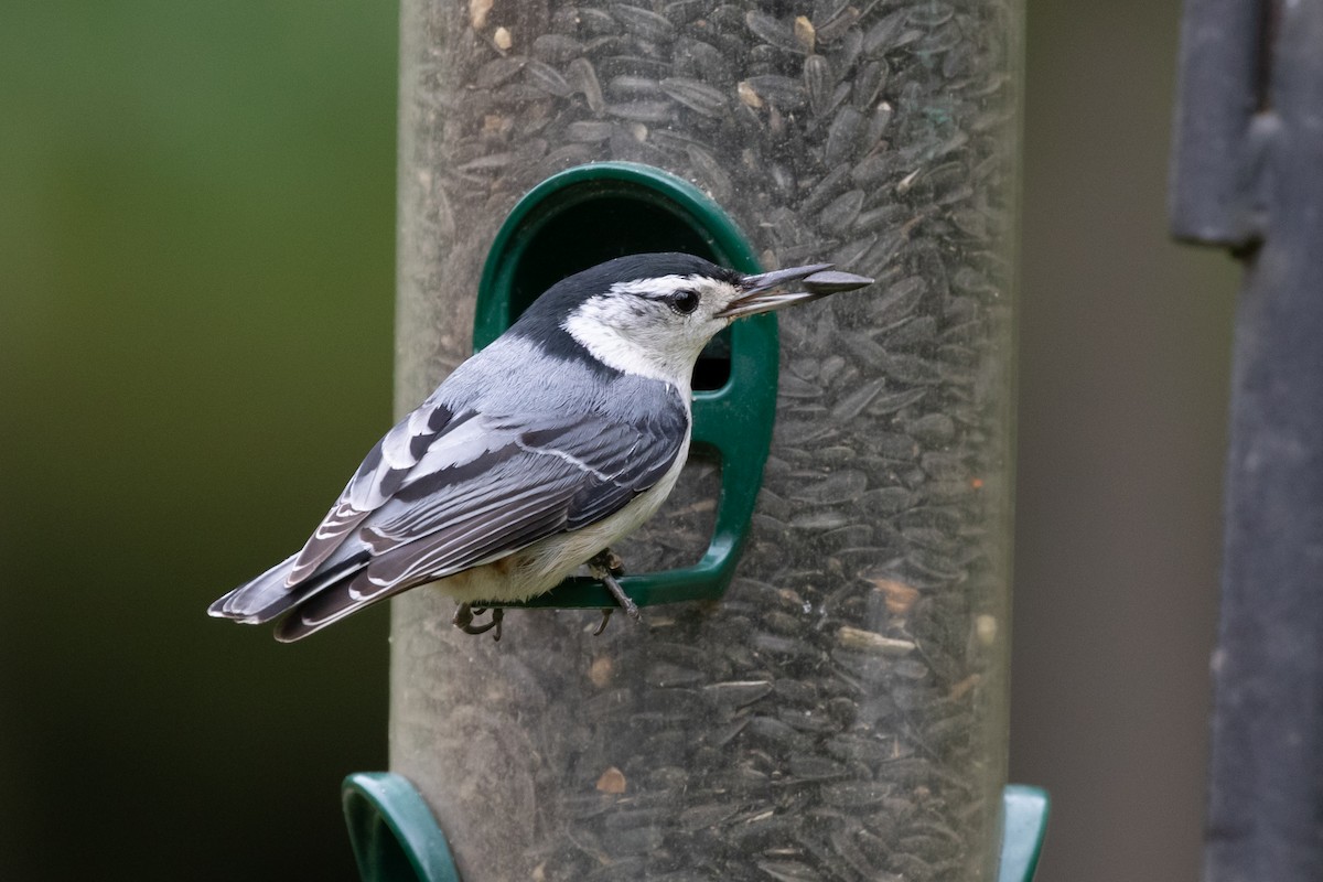 White-breasted Nuthatch (Eastern) - ML618052055