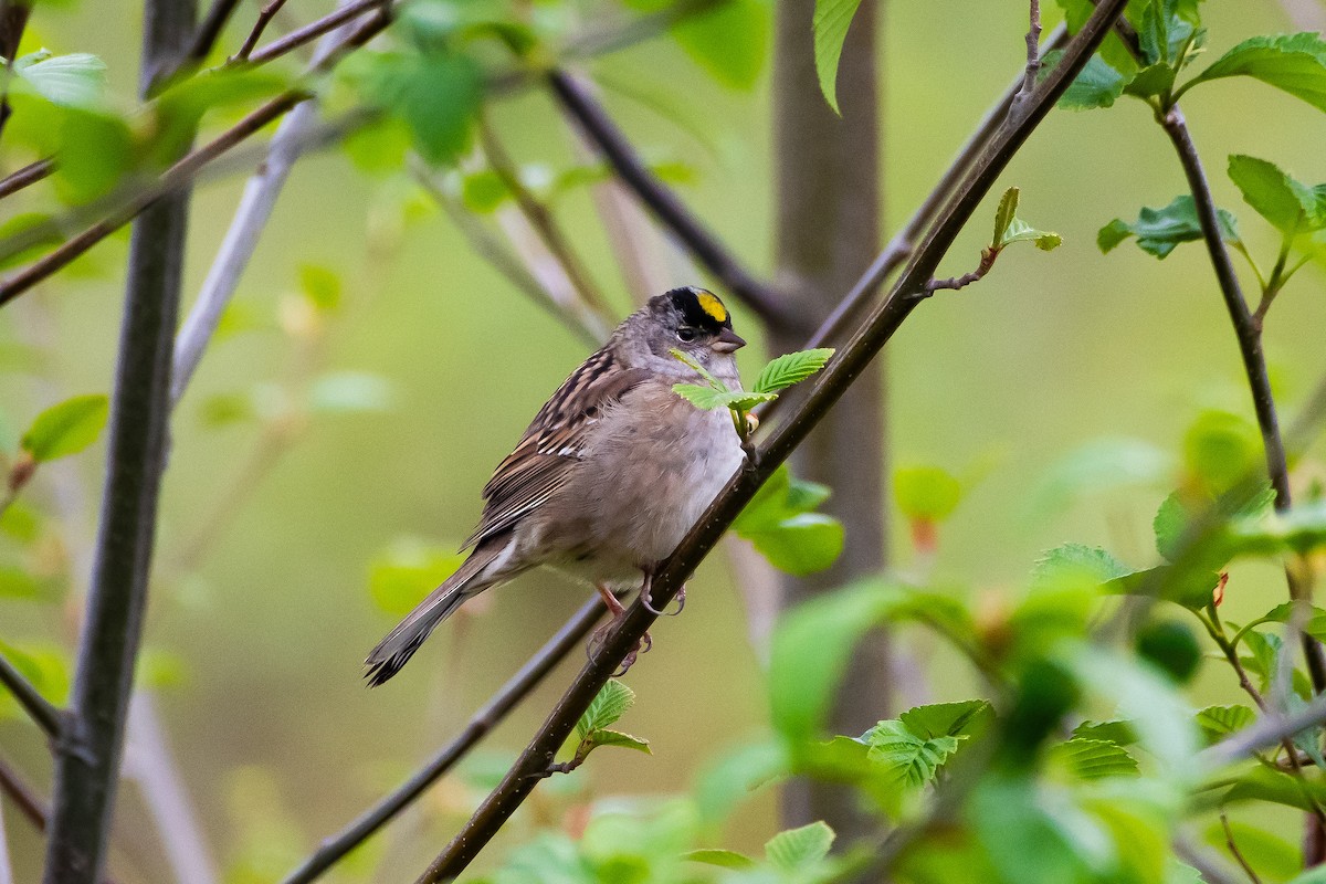 Golden-crowned Sparrow - ML618052072