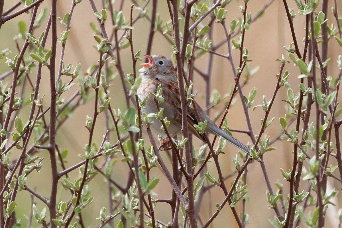 Field Sparrow - ML618052123