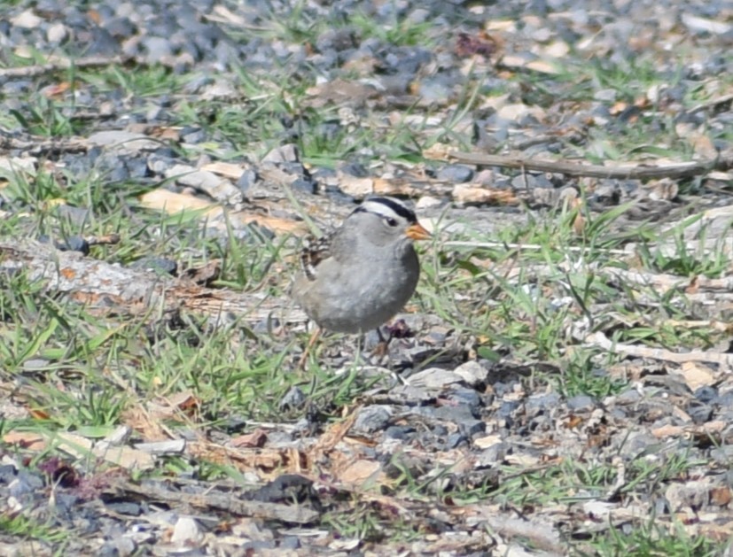 White-crowned Sparrow - Peter Olsoy