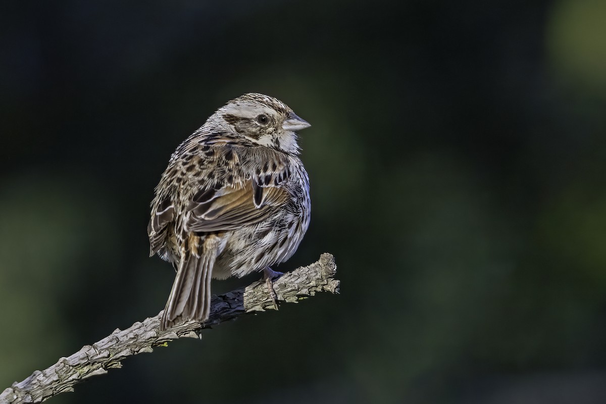 Sierra Madre Sparrow - ML618052142