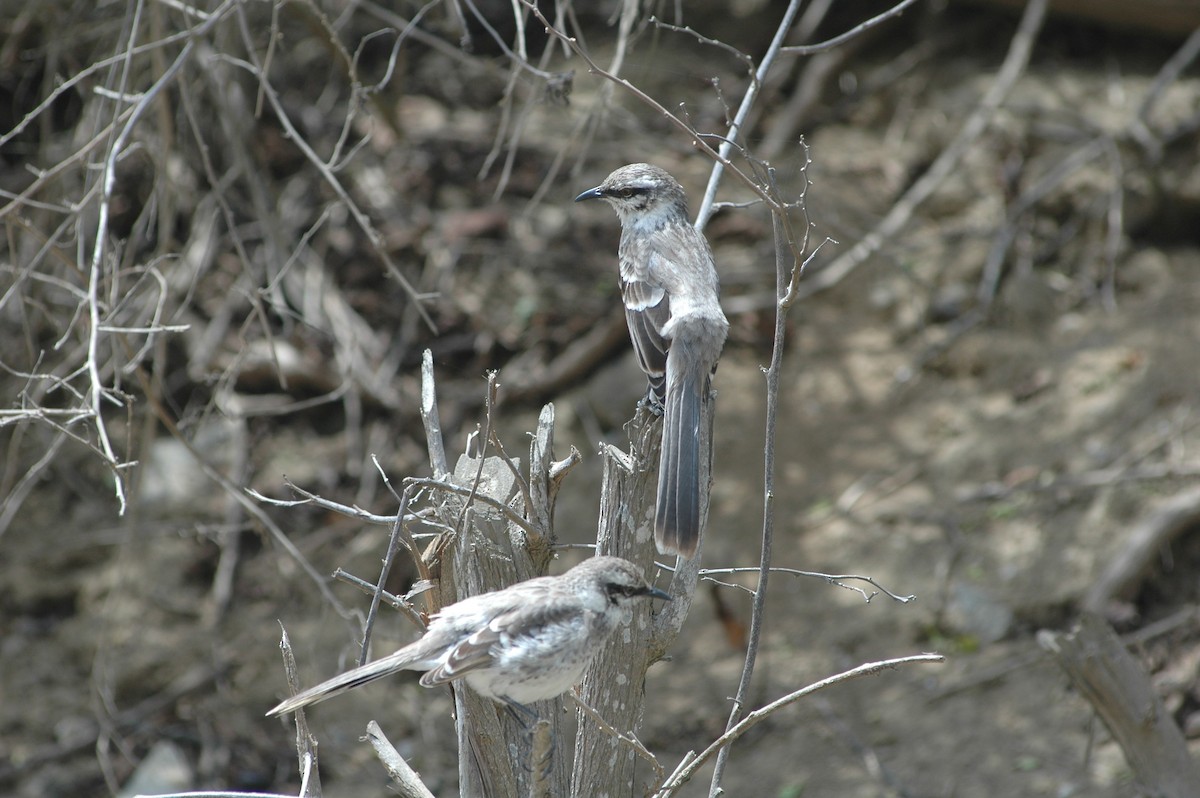 Long-tailed Mockingbird - ML618052143