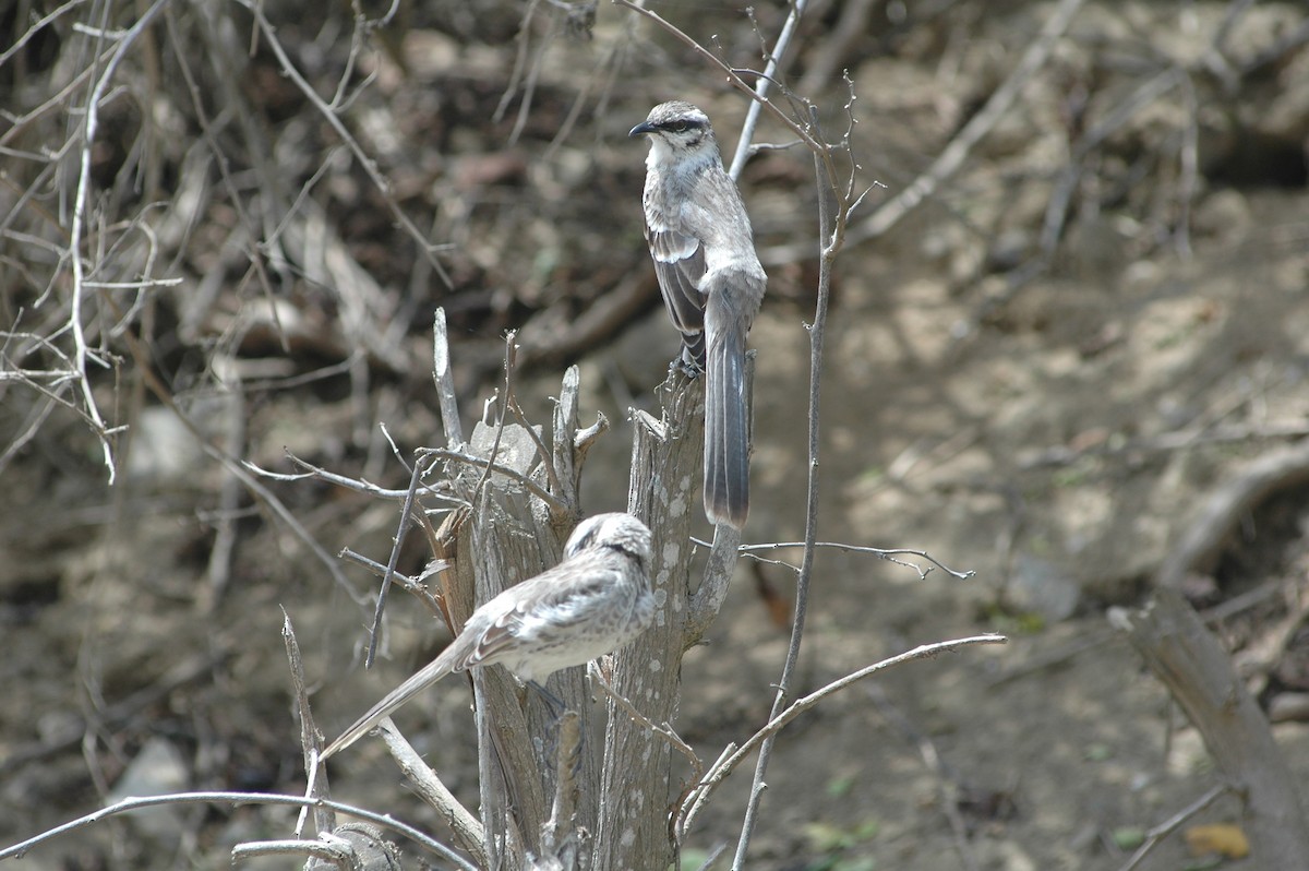 Long-tailed Mockingbird - ML618052144
