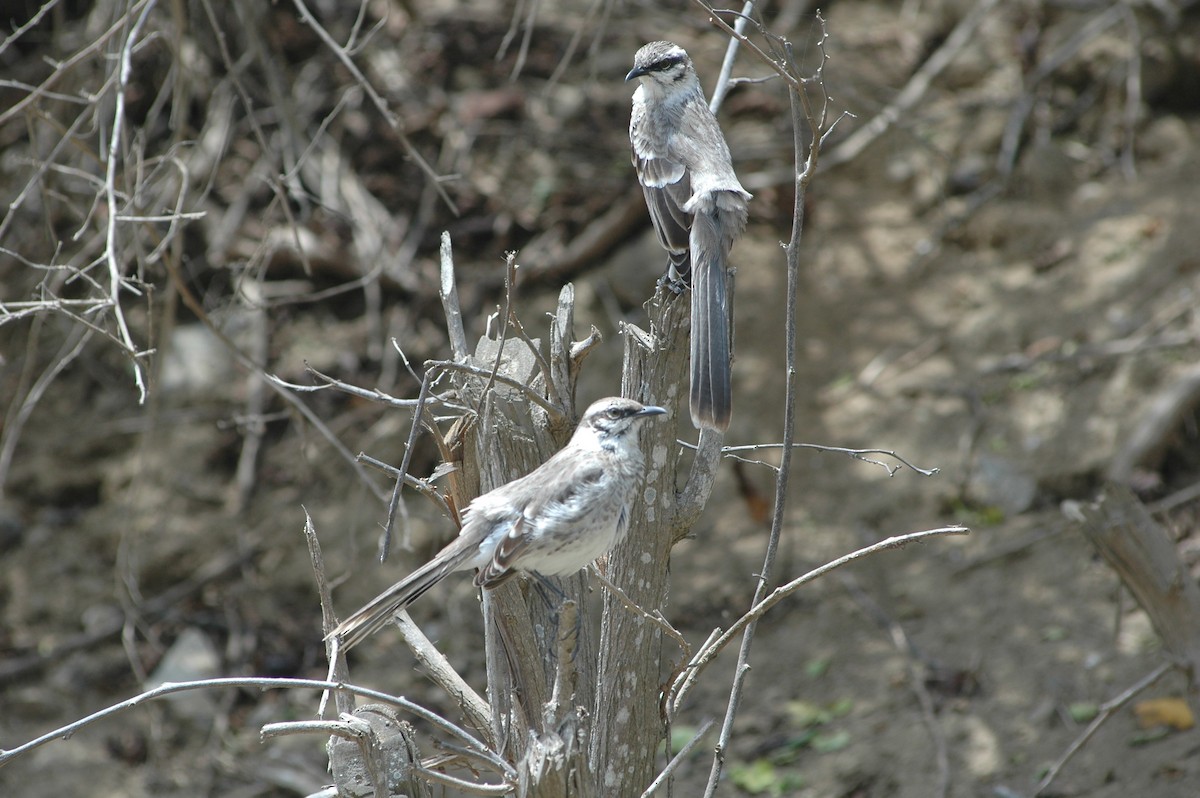 Long-tailed Mockingbird - ML618052145