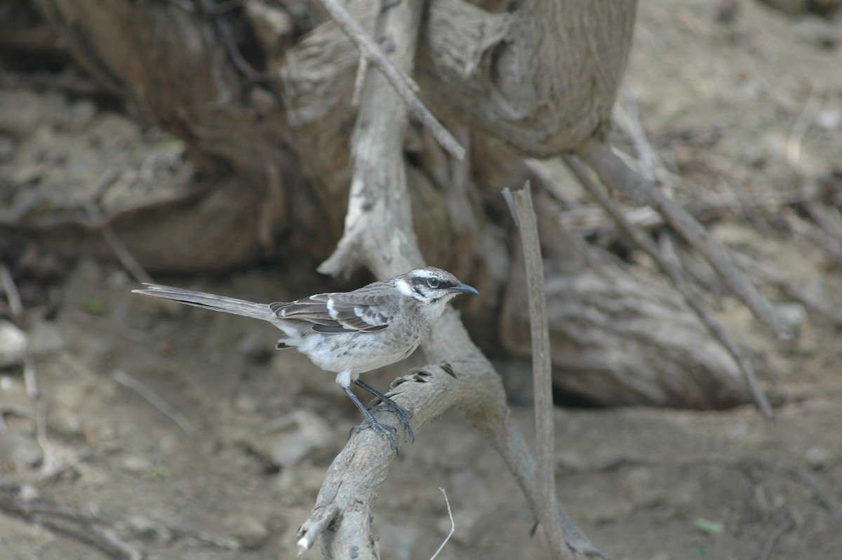 Long-tailed Mockingbird - ML618052147