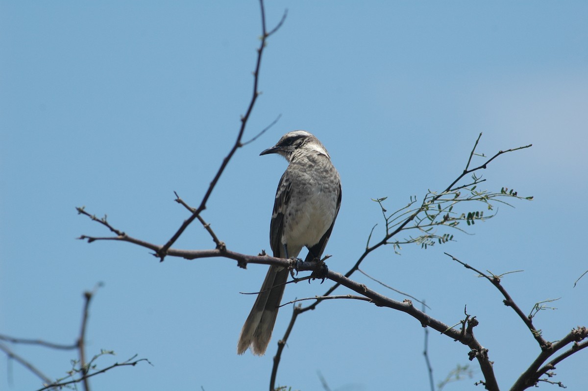 Long-tailed Mockingbird - ML618052149