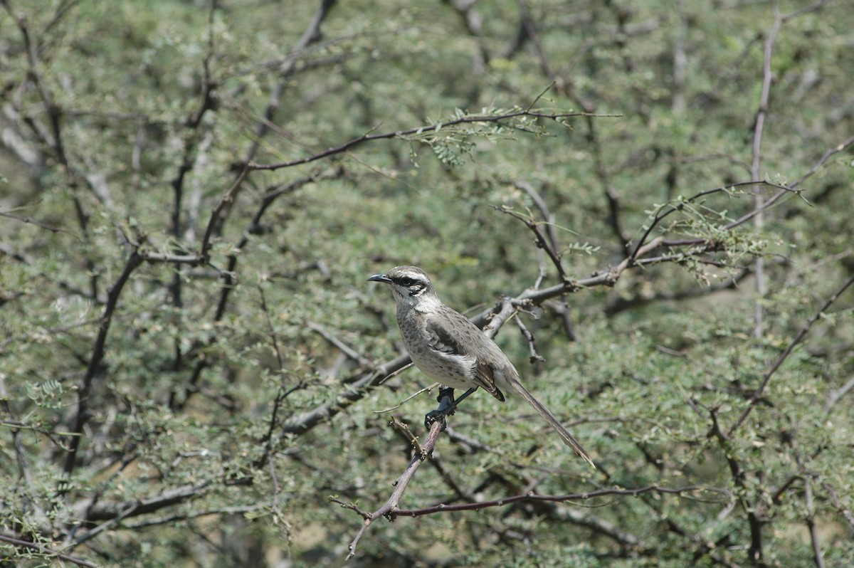 Long-tailed Mockingbird - ML618052151