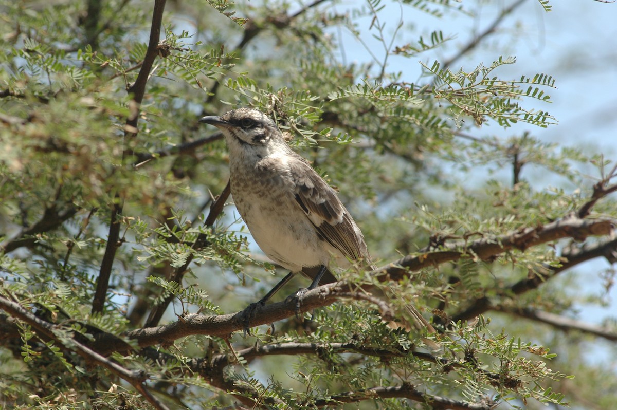 Long-tailed Mockingbird - ML618052152