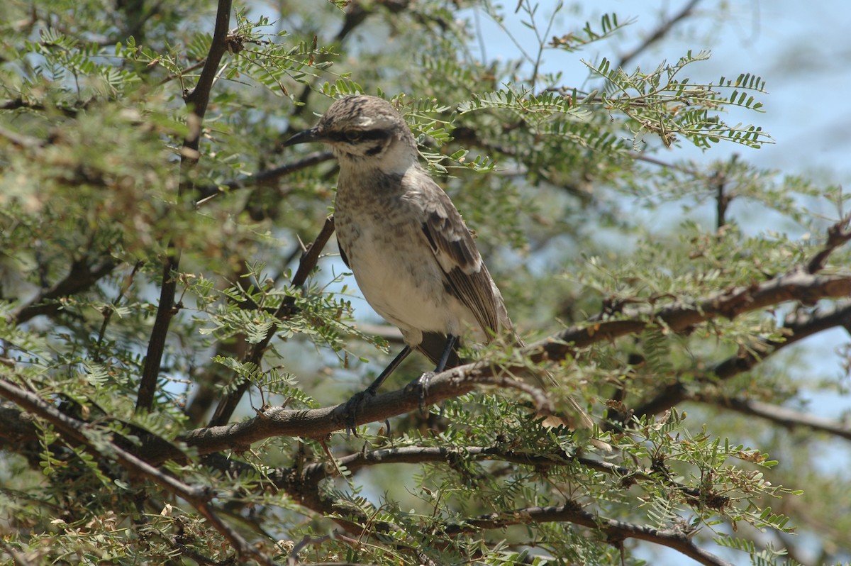 Long-tailed Mockingbird - ML618052153