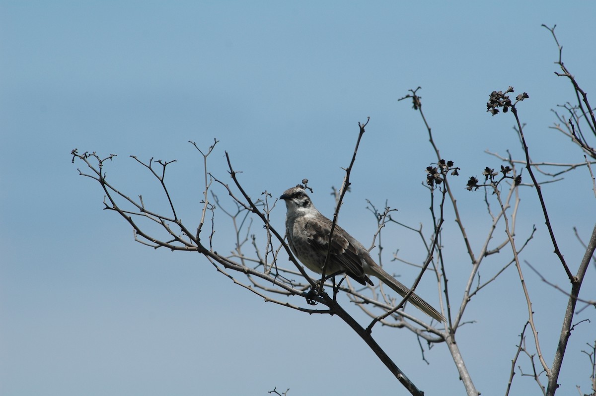 Long-tailed Mockingbird - ML618052154