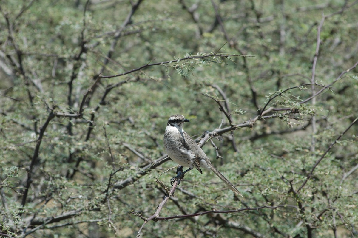 Long-tailed Mockingbird - ML618052160