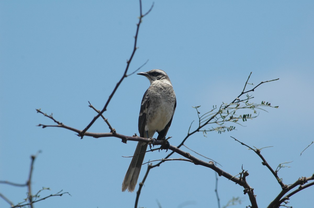 Long-tailed Mockingbird - ML618052161