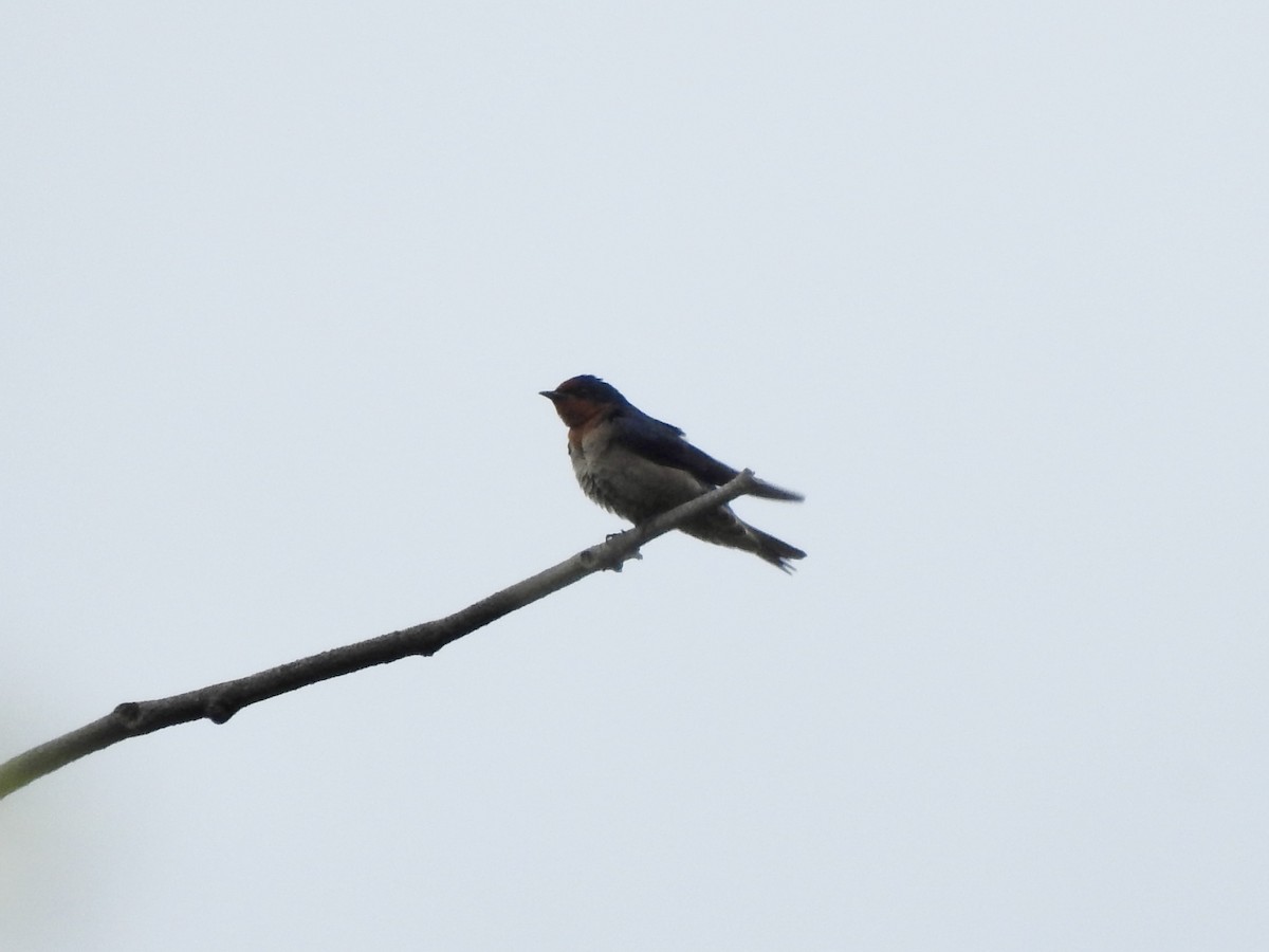 Pacific Swallow - Noam Markus